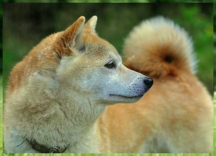 ѵĵطѵĵط